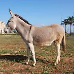 Çiftlik konaklama Masseria Galatea