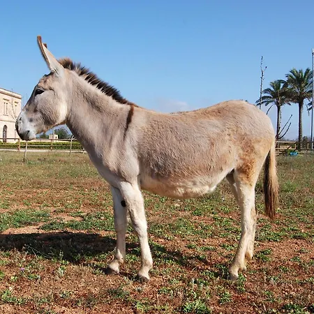 팜스테이 Masseria Galatea