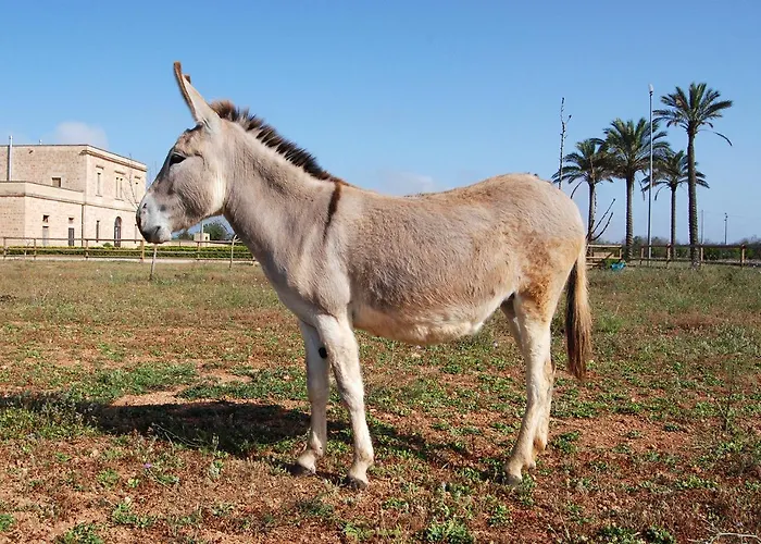 农家乐 Masseria Galatea